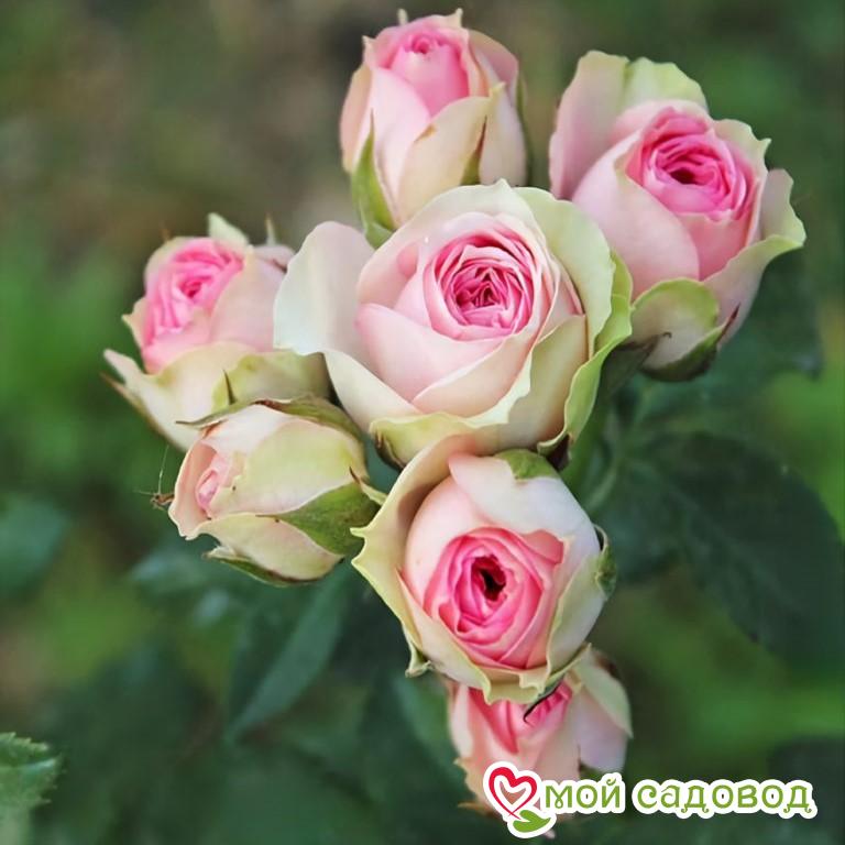 Роза Мими Эден