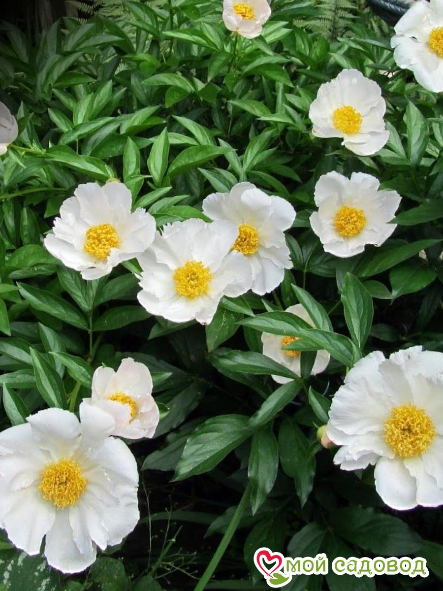 Пион Уайт Вингс