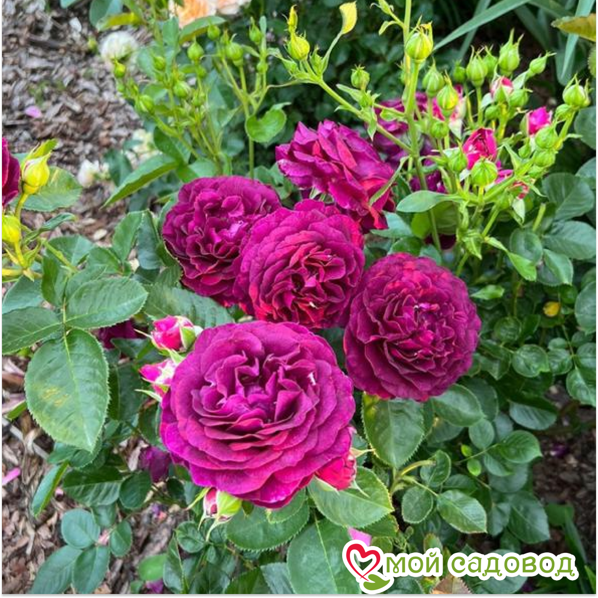 Роза Перпл Лодж