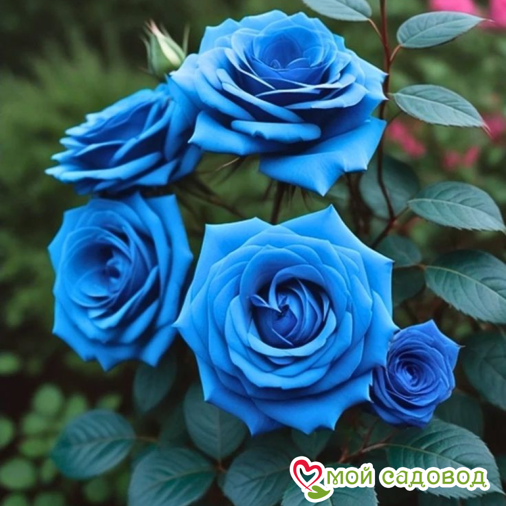 Роза Блю Мун