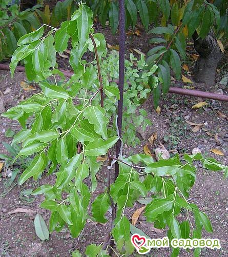 Зизифус Красный