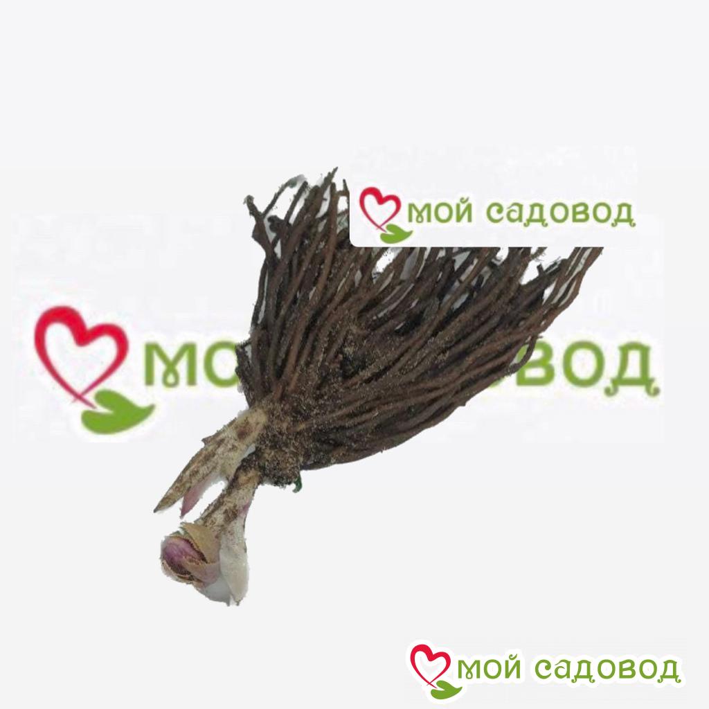 Хоста Старлай Поп